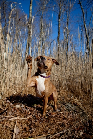 Bailey Pit bull | New Jersey Pet Photographer