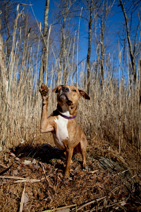 Bailey Bailey Pit bull | New Jersey Pet Photographer