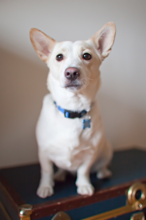 Seren, Corgi, New Jersey Pet Photographer