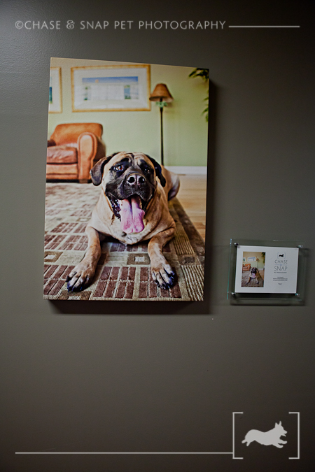 The Green Leaf Pet Resort & Hotel | New Jersey Pet Photographer