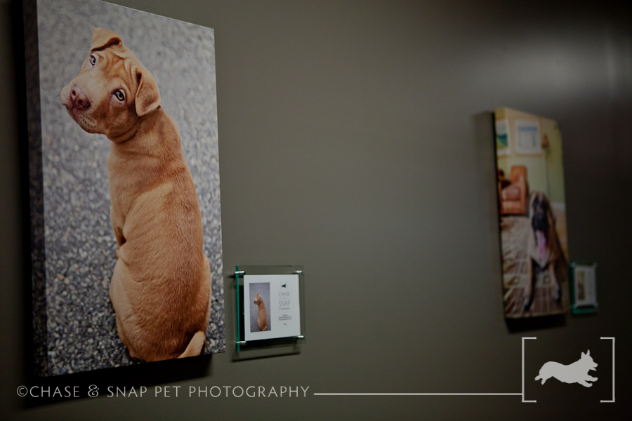 The Green Leaf Pet Resort & Hotel | New Jersey Pet Photographer