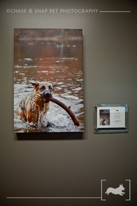 The Green Leaf Pet Resort & Hotel | New Jersey Pet Photographer