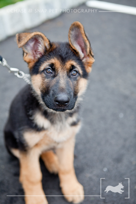 The Green Leaf Pet Resort & Hotel | New Jersey Pet Photographer