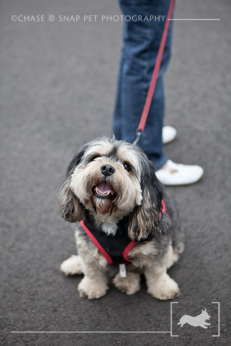The Green Leaf Pet Resort & Hotel | New Jersey Pet Photographer