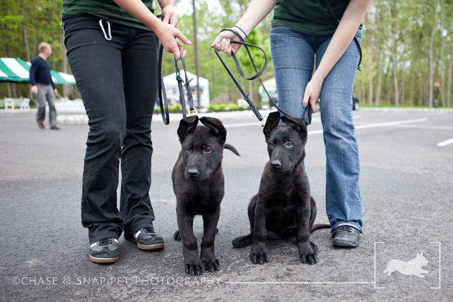 The Green Leaf Pet Resort & Hotel | New Jersey Pet Photographer