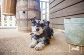 Scruffy | Miniature Schnauzer mix | New Jersey Pet Photographer