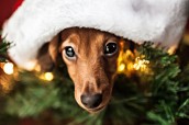 New Jersey Pet Photographer
