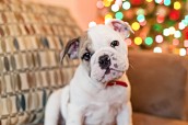 English Bulldog puppy | New Jersey Pet Photographer | Christmas tree