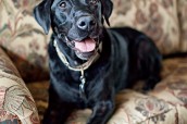 New Jersey Pet Photographer | Black Lab | Turner