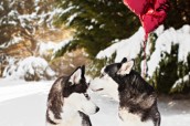 Siberian Husky | Valentine