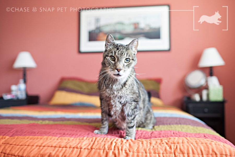 Domestic Shorthair Tabby Cat | New Jersey Pet Photographer