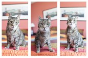 New Jersey Pet Photography | Cat | Tryptych