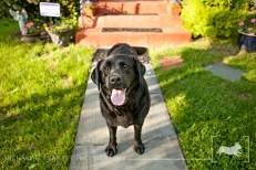 Black Labrador retriever | New Jersey Pet Photographer