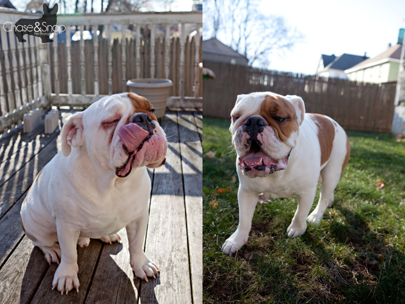 augi the bulldog