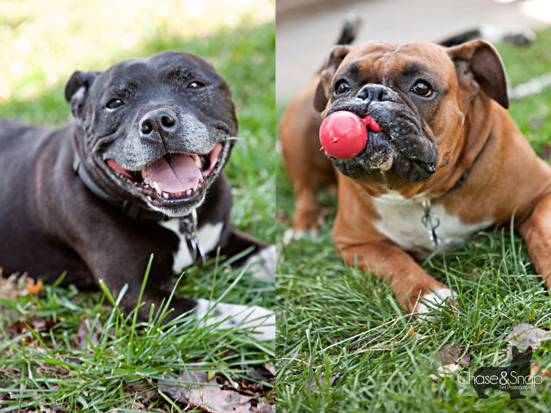 Happy Staffordshire Bull Terrier Tyson Boxer