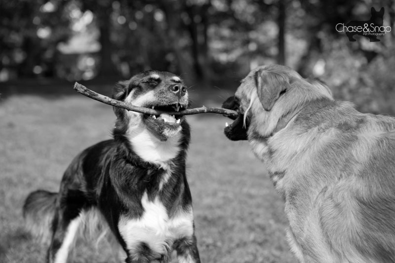 Shamus and Pixie the Dogs At Play