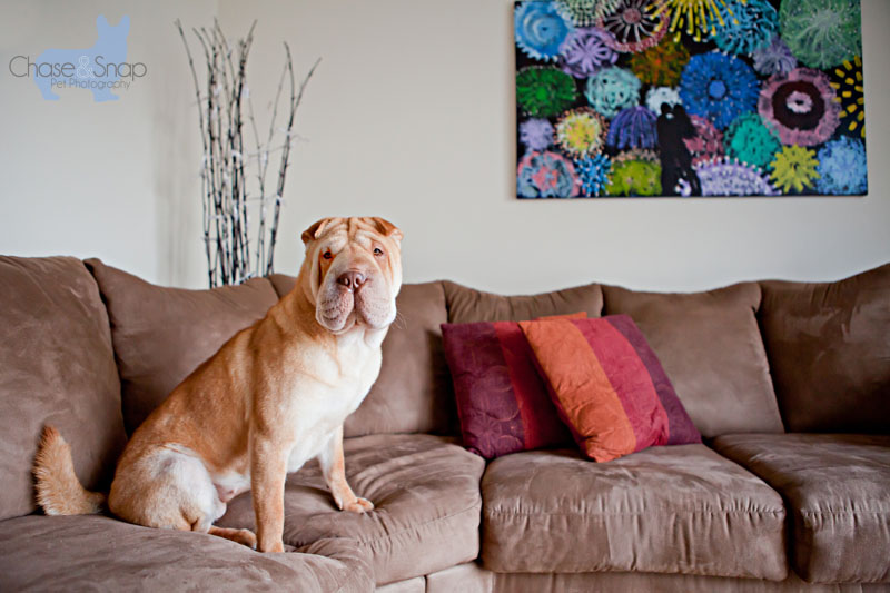 Rena Shar Pei painting