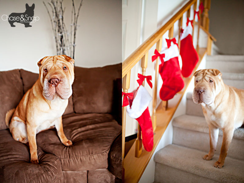 Rena Shar Pei