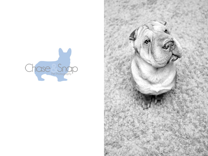 Rena Shar Pei b and w