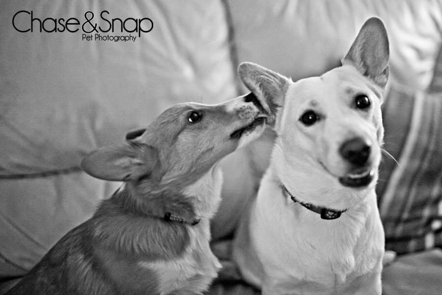 Seren & Starfox, Ears, Project 52, New Jersey Pet Photographer