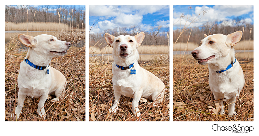 Seren, Corgi, New Jersey Pet Photographer