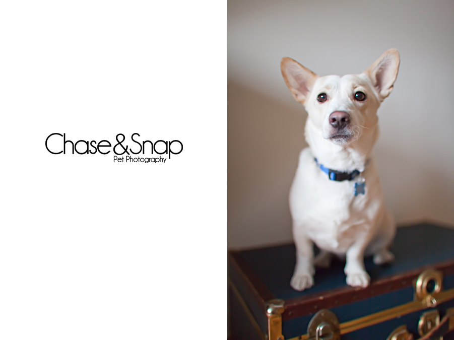 Seren, Corgi, New Jersey Pet Photographer