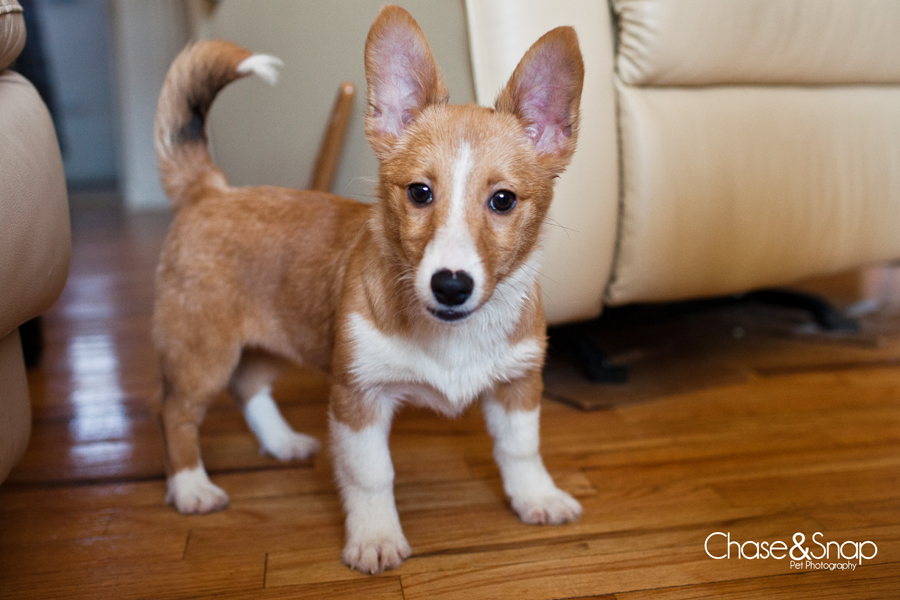 Starfox, Shetland Sheepdog, New Jersey Pet Photographer