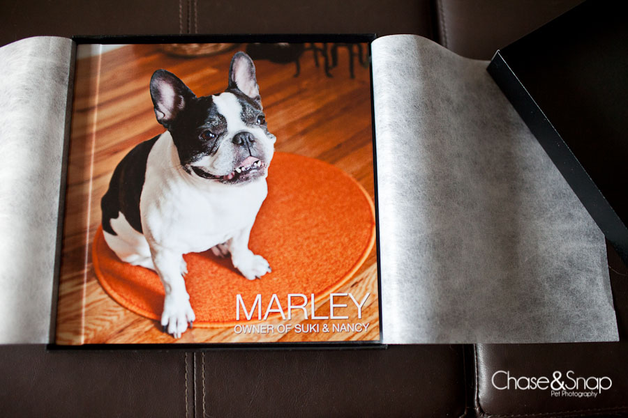 Marley the Frenchie | New Jersey Pet Photographer | Dream Album