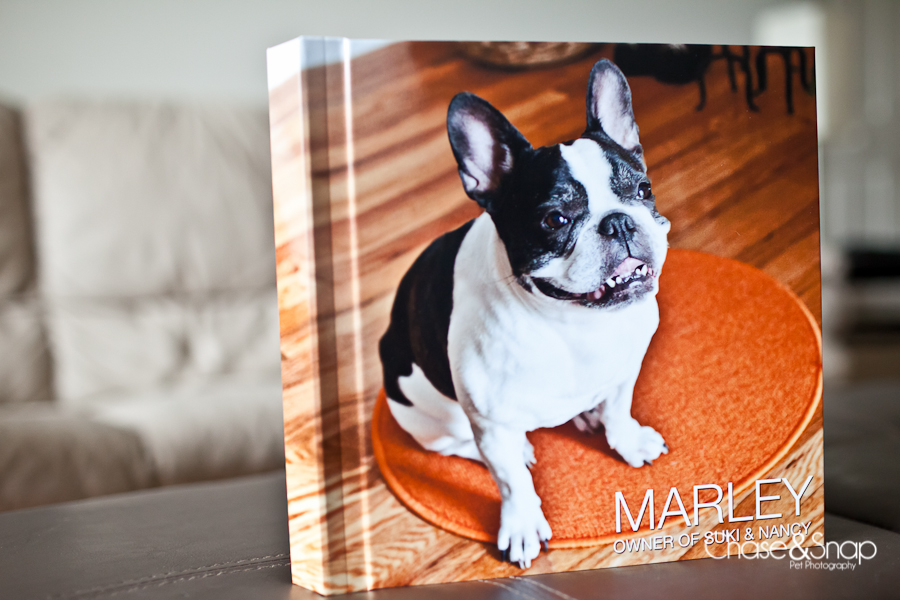 Marley the Frenchie | New Jersey Pet Photographer | Dream Album