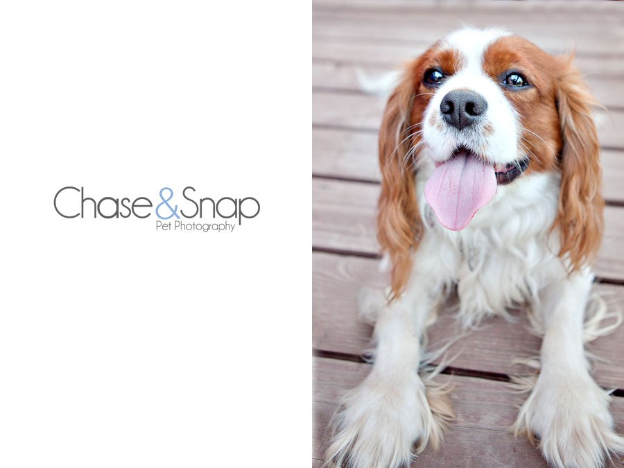 Charles the King Charles Cavalier | New Jersey Pet Photographer