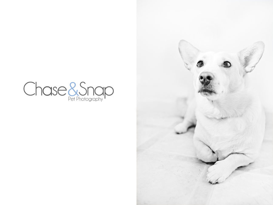 Seren, Project 52, High Key | New Jersey Pet Photographer