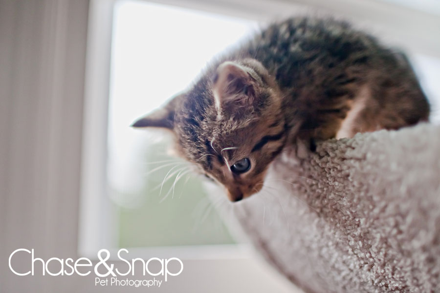 Gazpacho kitten | New Jersey Pet Photographer