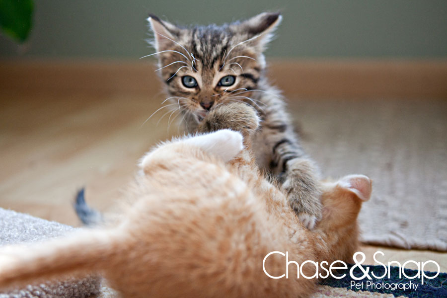 Toby Gazpacho kittens | New Jersey Pet Photographer