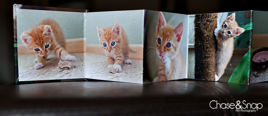 Accordion Book, Products, Toby, Kitten | New Jersey Pet Photographer