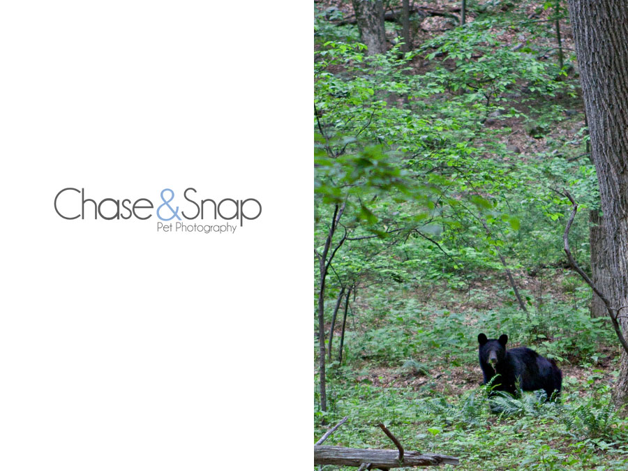 Black Bear at Delaware Water Gap