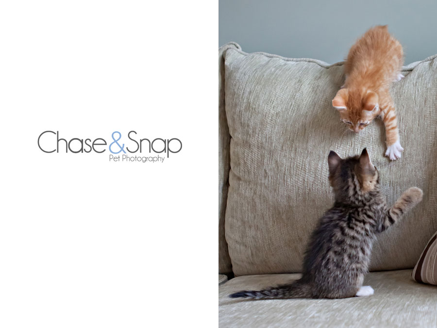 Gazpacho Toby kitten | New Jersey Pet Photographer