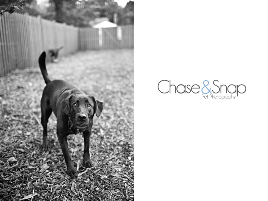 Baxter & Sally | Black Labs | New Jersey Pet Photographer