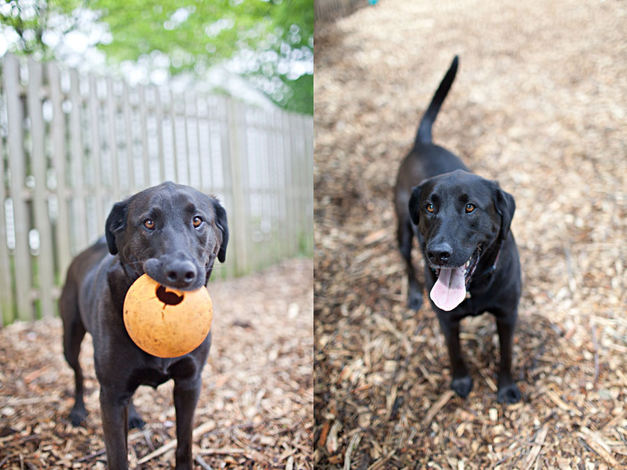 Baxter & Sally | Black Labs | New Jersey Pet Photographer