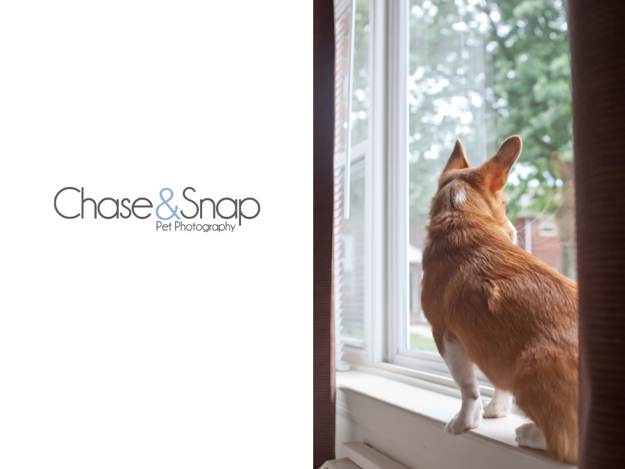 Starfox | Project 52 Strange Behavior | New Jersey Pet Photographer