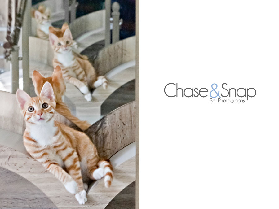 Toby cool cat | New Jersey Pet Photographer