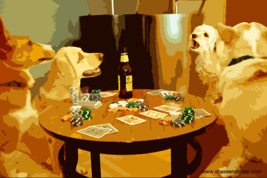 Dogs, Poker, Cockapoo, Yellow Lab, Corgi, New Jersey Pet Photographer