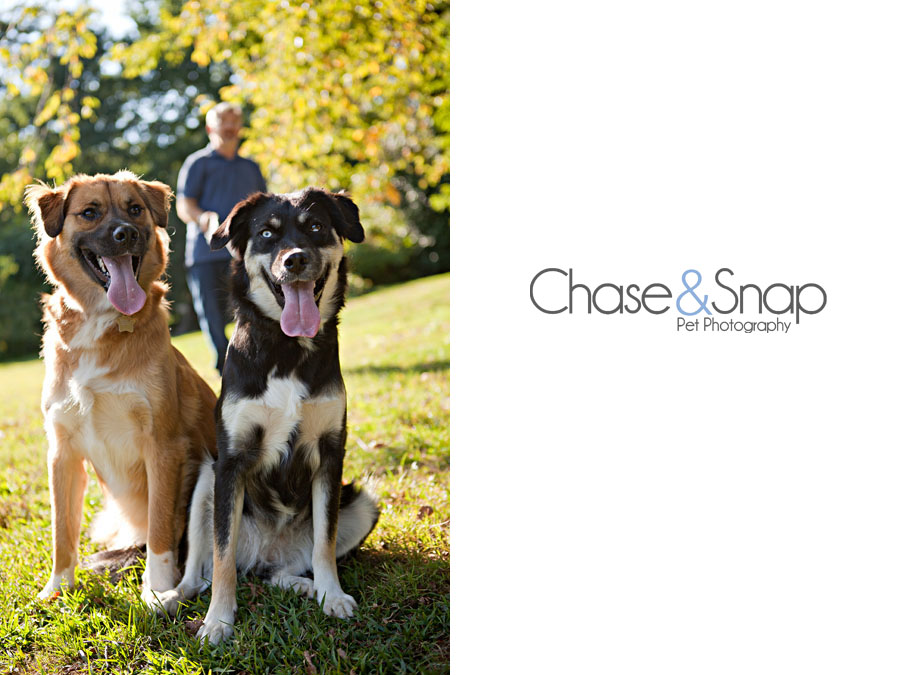 Project 52, 50mm, New Jersey Pet Photographer