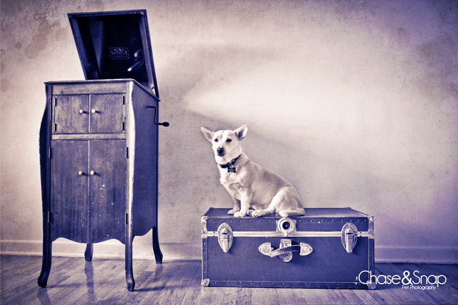 vintage, grunge texture, Seren, vitrola, New Jersey Pet Photographer