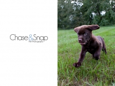 Motion | Project 52 | New Jersey Pet Photographer | Chocolate Lab Puppy