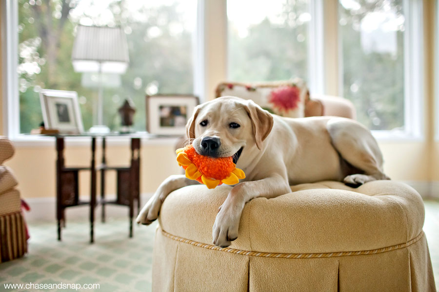 Henry the Yellow Lab | New Jersey Pet Photography