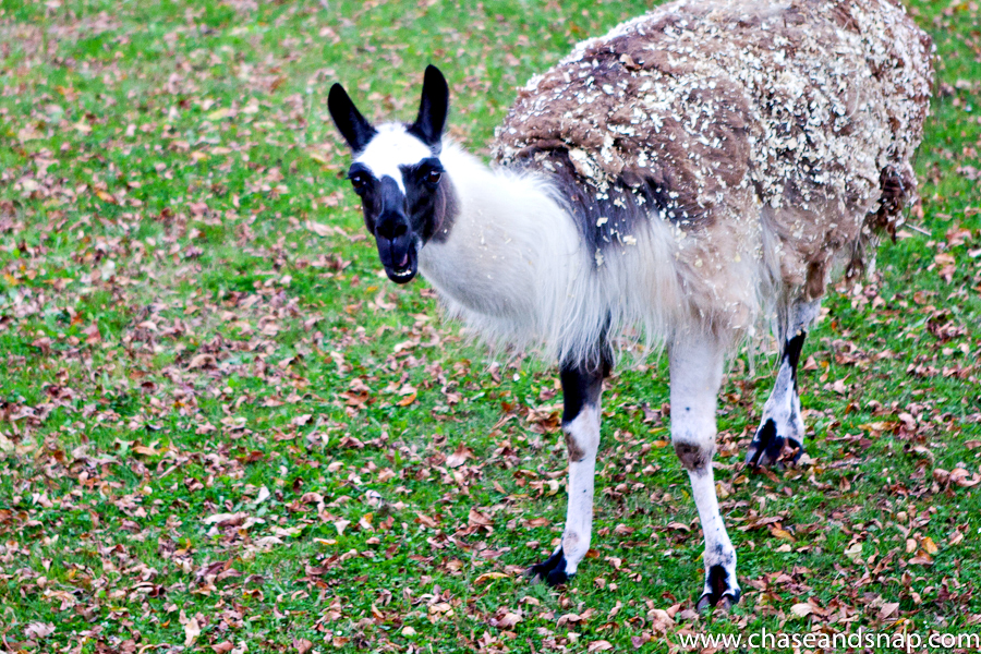 Dolly the llama | New Jersey Pet Photographer