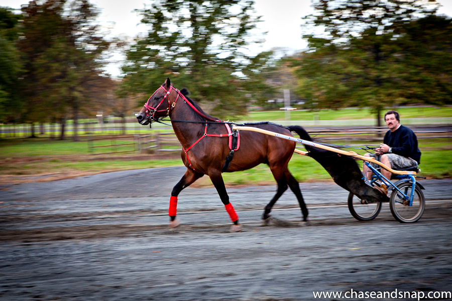 Chariot Horse | New Jersey Pet Photographer