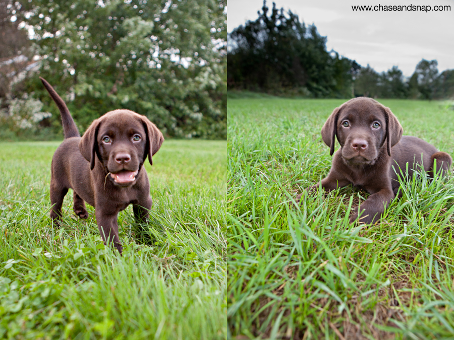 Chocolate Lab Puppy | New Jersey Pet Photographer