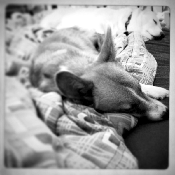iPhone | Chilled Out | New Jersey Pet Photographer
