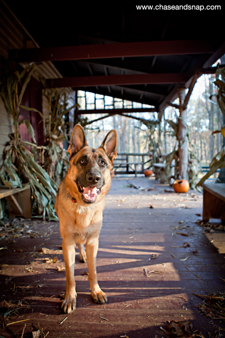 German Shepherd | Hagen | New Jersey Pet Photographer | Autumn